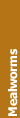 Mealworms